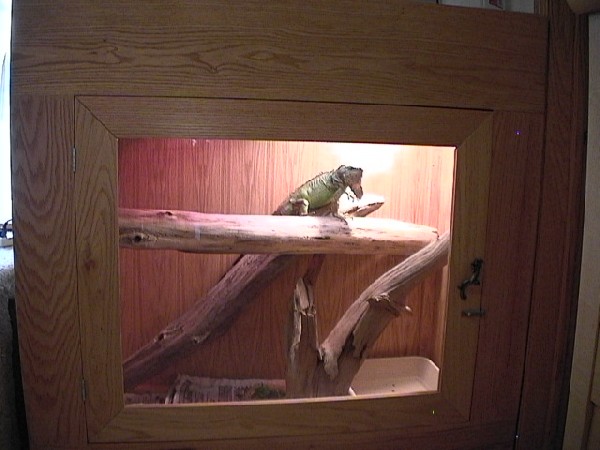 my iguanas in brasil